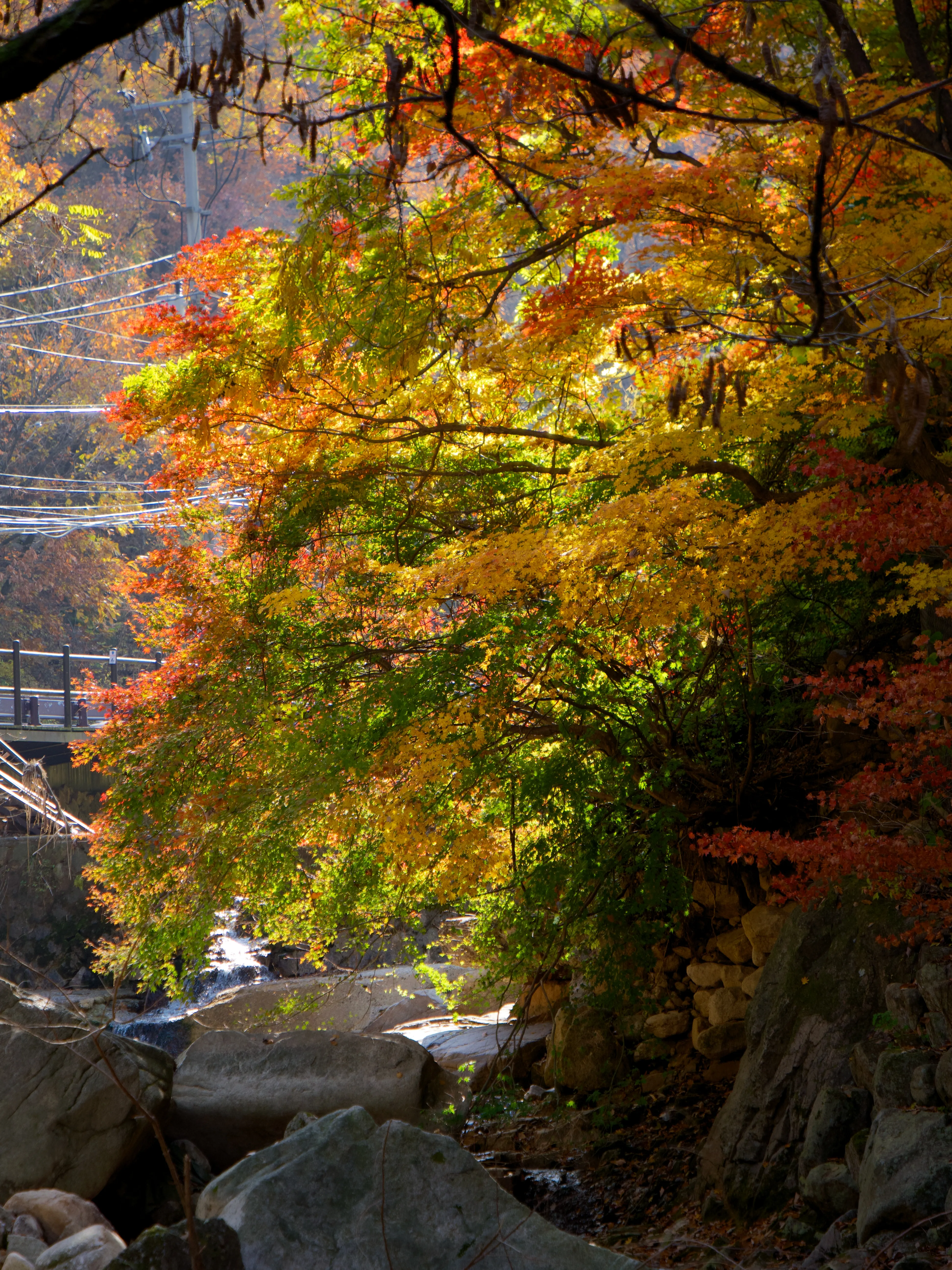 Autumn Foliage - Picture 11